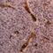 Glycophorin A (MNS Blood Group) antibody, GTX76244, GeneTex, Immunohistochemistry paraffin image 