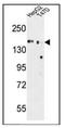 Golgi apparatus protein 1 antibody, AP51850PU-N, Origene, Western Blot image 