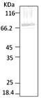 Heat shock protein 70 antibody, LS-C229669, Lifespan Biosciences, Western Blot image 