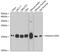 H2A Histone Family Member X antibody, A11361, ABclonal Technology, Western Blot image 