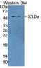 Lamin A/C antibody, LS-C688571, Lifespan Biosciences, Western Blot image 