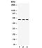 Flavin Containing Dimethylaniline Monoxygenase 3 antibody, R32065, NSJ Bioreagents, Western Blot image 