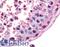 Melanocortin 5 Receptor antibody, LS-A1024, Lifespan Biosciences, Immunohistochemistry paraffin image 