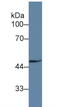 Growth Arrest Specific 6 antibody, abx103340, Abbexa, Western Blot image 