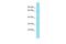 KAT8 Regulatory NSL Complex Subunit 2 antibody, A12161, Boster Biological Technology, Western Blot image 