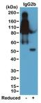 IgG2b antibody, NBP2-62009, Novus Biologicals, Western Blot image 