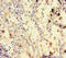 Syntaxin Binding Protein 6 antibody, LS-C371880, Lifespan Biosciences, Immunohistochemistry paraffin image 