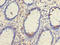 Tetraspanin 1 antibody, A61550-100, Epigentek, Immunohistochemistry paraffin image 