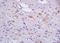 Activin A Receptor Type 2A antibody, orb10137, Biorbyt, Immunohistochemistry paraffin image 