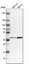 Calcium Homeostasis Modulator Family Member 2 antibody, PA5-53219, Invitrogen Antibodies, Western Blot image 
