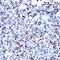 Sialophorin antibody, orb247420, Biorbyt, Immunohistochemistry paraffin image 