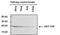 TAP Tag antibody, MA1-108-HRP, Invitrogen Antibodies, Western Blot image 