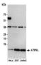 ATP Synthase Membrane Subunit G antibody, A305-486A, Bethyl Labs, Western Blot image 