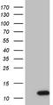 Glutamic-Oxaloacetic Transaminase 1 antibody, NBP2-45911, Novus Biologicals, Western Blot image 