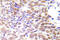 Histone Deacetylase 1 antibody, AP21036PU-N, Origene, Immunohistochemistry frozen image 