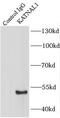 Katanin Catalytic Subunit A1 Like 1 antibody, FNab04470, FineTest, Immunoprecipitation image 