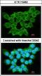 Proto-oncogene FRAT1 antibody, GTX110492, GeneTex, Immunofluorescence image 