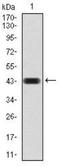 Chromobox 4 antibody, NBP2-52432, Novus Biologicals, Western Blot image 