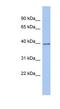 Zinc Finger Protein 670 antibody, NBP1-80132, Novus Biologicals, Western Blot image 