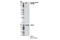 TBC1 Domain Family Member 1 antibody, 6929S, Cell Signaling Technology, Western Blot image 