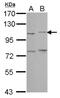 Protocadherin Alpha Subfamily C, 2 antibody, NBP2-19726, Novus Biologicals, Western Blot image 