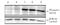 Phosphoserine antibody, ADI-KAP-ST210-E, Enzo Life Sciences, Western Blot image 