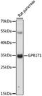 G Protein-Coupled Receptor 171 antibody, 15-905, ProSci, Western Blot image 