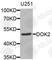 Docking Protein 2 antibody, A8472, ABclonal Technology, Western Blot image 