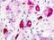 G Protein-Coupled Receptor 12 antibody, LS-A307, Lifespan Biosciences, Immunohistochemistry paraffin image 