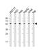 Tubulin Alpha 1b antibody, M08382-4, Boster Biological Technology, Western Blot image 