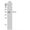 G Protein-Coupled Receptor 139 antibody, LS-C383762, Lifespan Biosciences, Western Blot image 