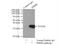 Pyruvate Dehydrogenase E1 Beta Subunit antibody, 14744-1-AP, Proteintech Group, Immunoprecipitation image 