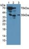 Cathepsin G antibody, LS-C293253, Lifespan Biosciences, Western Blot image 