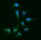 Actinin Alpha 4 antibody, PB9974, Boster Biological Technology, Immunofluorescence image 