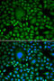 DEAD-Box Helicase 5 antibody, 14-895, ProSci, Immunofluorescence image 