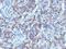 Glypican 3 antibody, orb386239, Biorbyt, Immunohistochemistry paraffin image 