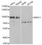 Nuclear Receptor Subfamily 3 Group C Member 1 antibody, LS-B12900, Lifespan Biosciences, Western Blot image 