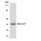 Olfactory Receptor Family 10 Subfamily G Member 7 antibody, LS-C200309, Lifespan Biosciences, Western Blot image 