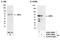 Interferon regulatory factor 5 antibody, A303-385A, Bethyl Labs, Western Blot image 