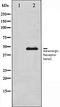 Eukaryotic Translation Initiation Factor 2 Subunit Alpha antibody, orb106329, Biorbyt, Western Blot image 