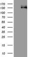 Cadherin 4 antibody, LS-C790354, Lifespan Biosciences, Western Blot image 