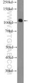 SWI/SNF Related, Matrix Associated, Actin Dependent Regulator Of Chromatin, Subfamily A Like 1 antibody, 12513-1-AP, Proteintech Group, Western Blot image 