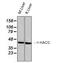 Hydroxyacid Oxidase 1 antibody, GTX33987, GeneTex, Western Blot image 