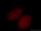 Glyoxylate Reductase 1 Homolog antibody, 14833-1-AP, Proteintech Group, Immunofluorescence image 