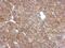 LanC-like protein 1 antibody, NBP2-19330, Novus Biologicals, Immunohistochemistry paraffin image 