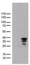 Vestigial Like Family Member 1 antibody, LS-C795602, Lifespan Biosciences, Western Blot image 