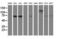 Folate Hydrolase 1 antibody, M02846-3, Boster Biological Technology, Western Blot image 
