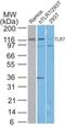 Toll Like Receptor 7 antibody, NBP2-25274, Novus Biologicals, Western Blot image 