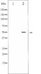 RUNX Family Transcription Factor 1 antibody, abx010589, Abbexa, Western Blot image 