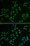 Tumor Protein P63 antibody, orb48566, Biorbyt, Immunofluorescence image 